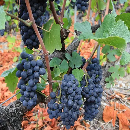 Horská chata Bright With Terrace *